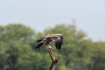 Steppe eagle or Aquila nipalensis perched with natural green background at tal chhapar sanctuary rajasthan india
