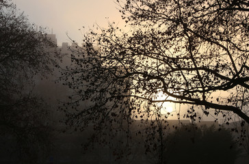first light of winter morning in urban park