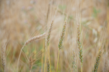 Background view of ears of yellow wheat