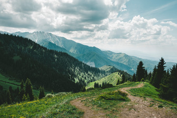 road on the ridge in  the mountains with a forest in summer