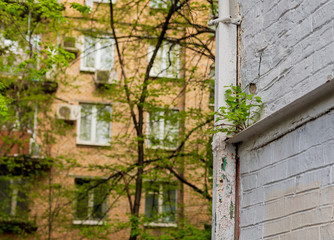 A young tree grows on an old white wall. Spring, nature.