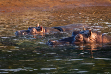 Fototapeta premium hippopotamus in water