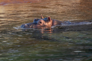 Fototapeta premium hippo in the water