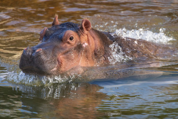 Fototapeta premium hippopotamus in water