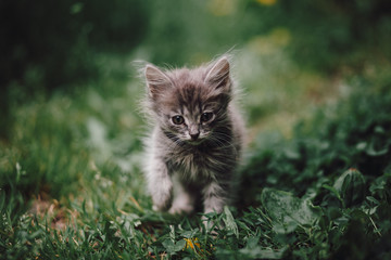 Naklejka na ściany i meble sad fluffy kitten among the green grass goes forward