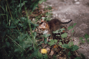 in the clearing striped kitten turned away green grass
