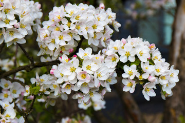 Apple tree in blossom. Beautiful spring garden. Outdoor landscape. Floral background.