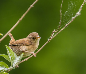 the various birds brighten spring!