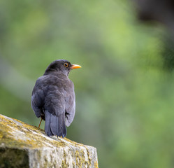 the various birds brighten spring!