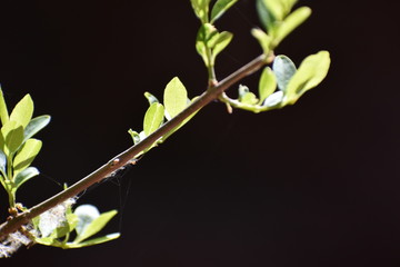 green leaves on black background