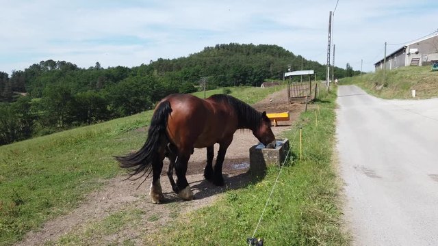 V&eacute;gennes (Corr&egrave;ze, France) - Cheval et son poulain