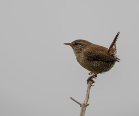 the various birds brighten spring!