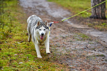 Crosscountry dryland sled dog mushing race