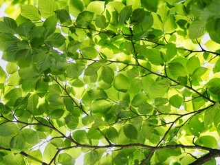 Fototapeta na wymiar Beech Tree Leaves