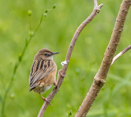 the various birds brighten spring!