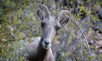 Big Horn Sheep on a Cliff