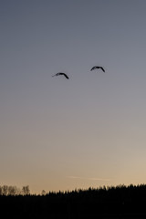 Swans in sunset