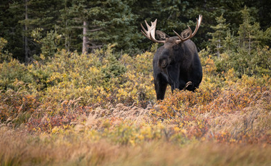 Bull Moose in the Fall