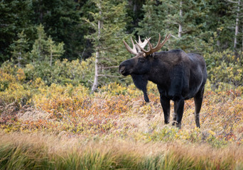 Naklejka na ściany i meble Bull Moose in the Fall