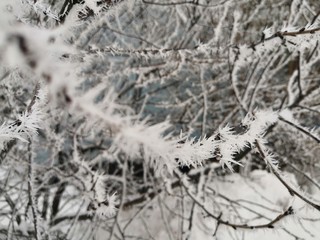frost and snow on tree branches