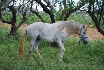 White Spanish Horse in Field