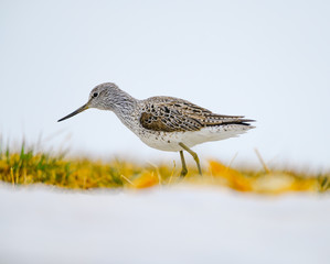 Dunlin on a field eating