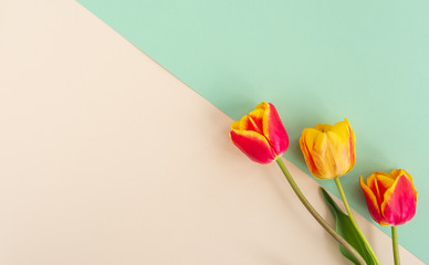 Yellow red tulips flowers flat lay on pastel paper double geometric green yellow vanilla background. Creative minimal spring or summer festive concept, top view, copy space