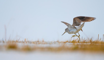 Dunlin on a field eating