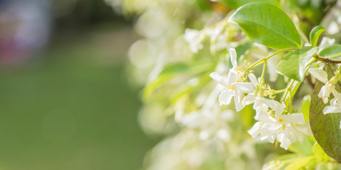 Sweetly scented white flowers of star jasmine or false jasmine climbing vine