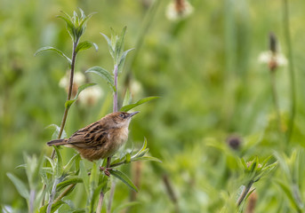 the various birds brighten spring!