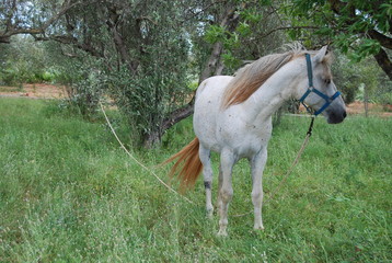 White Spanish Horse in Field