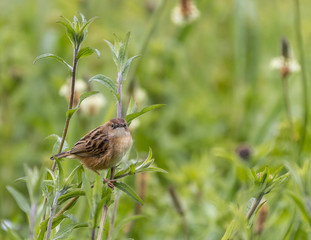 the various birds brighten spring!