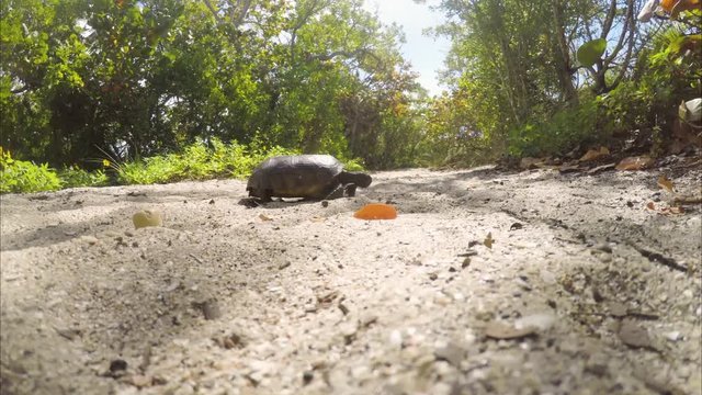 Gopher tortoise walking through sand