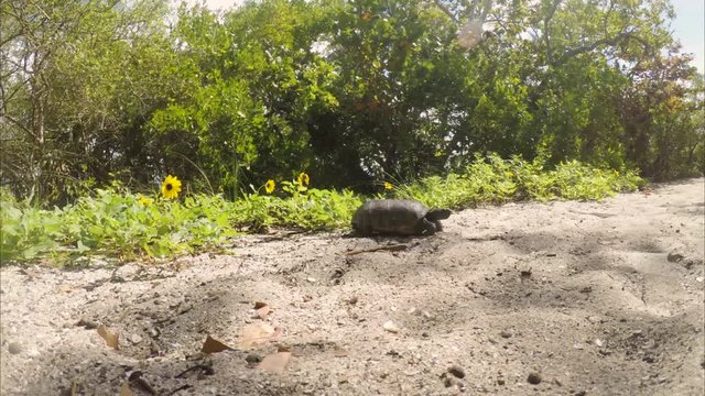 Gopher tortoise walking through sand