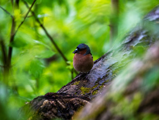 wild birds looking for food in the spring forest