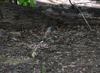 wild birds looking for food in the spring forest