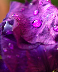 A purple iris with water droplets