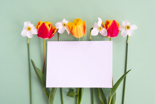 Tulip and Narcissus flowers flat lay and empty mock up letter on pastel paper green background. Creative minimal spring or summer concept, top view, copy space