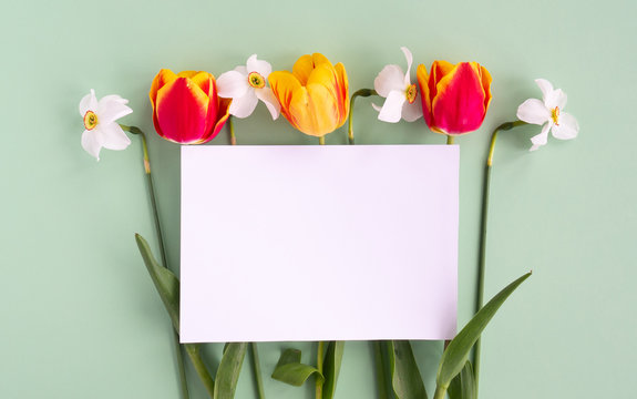 Tulip and Narcissus flowers flat lay and empty mock up letter on pastel paper green background. Creative minimal spring or summer concept, top view, copy space