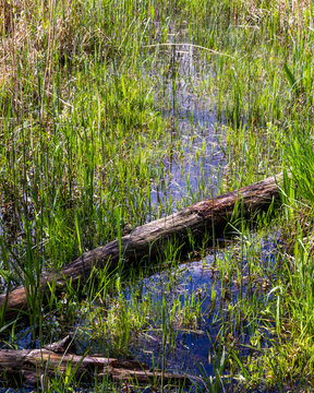 Log in shallow water. Green grass in water pond bank. Lake Wspolne, Zolwie blota nature reserve in Sobibor Landscape Park, Poland, Europe.