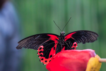 A magnificent large butterfly sits. Wonderful coloring of the wings.