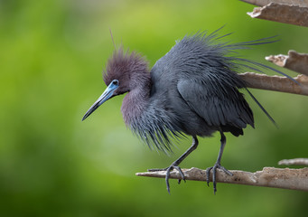 Fototapeta premium Little Blue Heron in Florida 