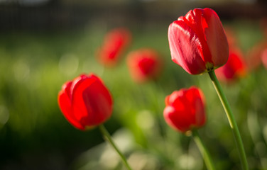 Red tulip in the flowerbed. In the garden