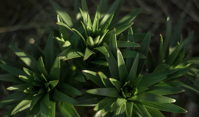 Fototapeta premium lush green floral plants in the sunlight