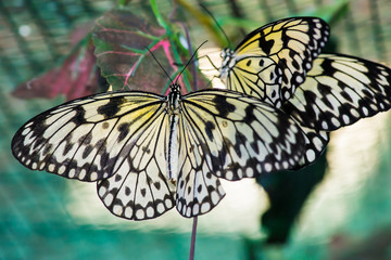 A magnificent large butterfly sits. Wonderful coloring of the wings.