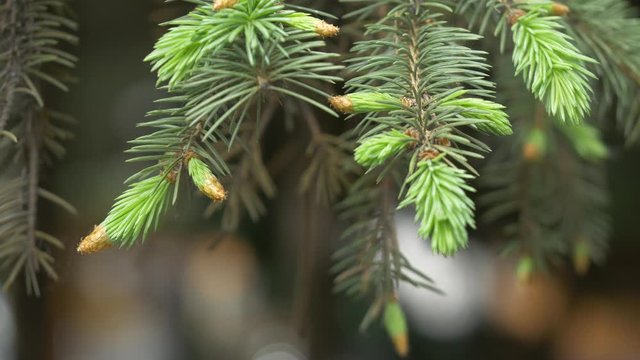 Young shoots on spruce branches in may. Light green fresh needles on the tips of the branches of an evergreen conifer at spring time. Beautiful natural background with copy space in bokeh