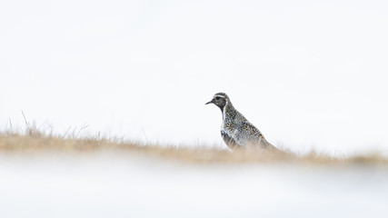 Heilo on a field