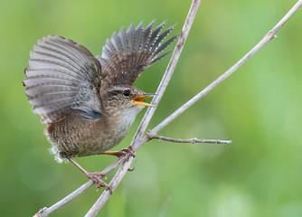 the various birds brighten spring!