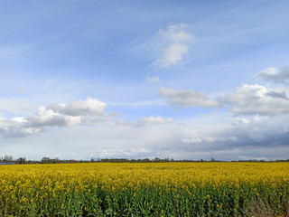 Golden Field of Flowering Rapeseed With Blue Sky - Brassica Napus - Plant for Green Energy and Oil Industry in Europe in Early Spring, Cloudy Sky