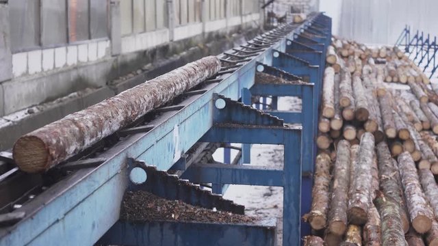 Round timber logs preparation sorting processing at sawmill. Wheel loader and automatic sorting logs diameter at the sawmill. Lumber industry.